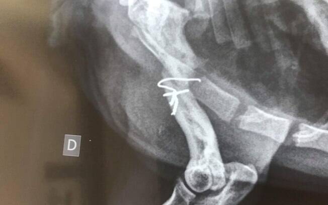 O raio-x do cachorro abandonado Valentim mostra a operação feita com um arame 
