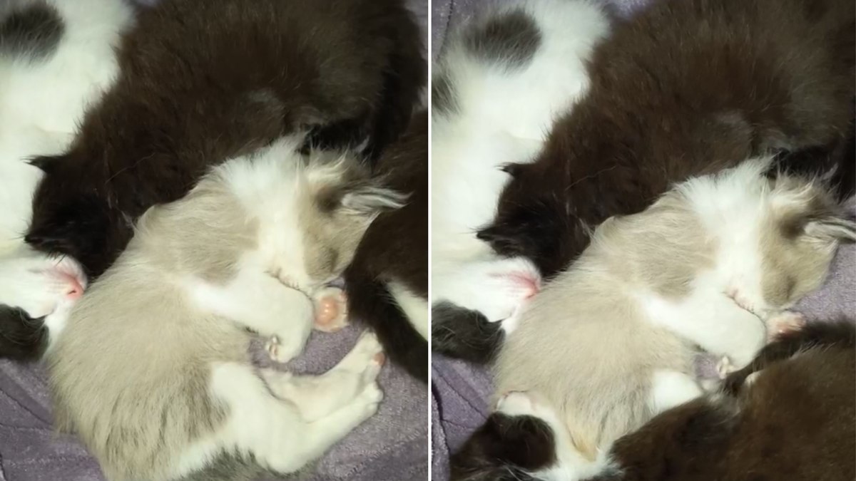Filhotes de gato formam montinho para dormir juntinhos