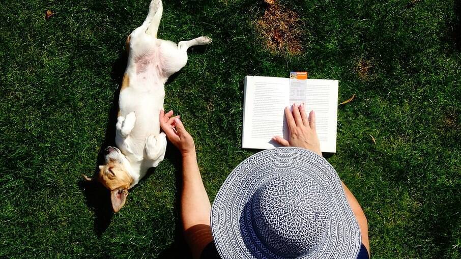 Jack Russell Terrier é um grande companheiro para os tutores