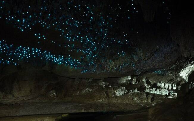 Os “glowworms” causam um efeito deslumbrante no teto das cavernas