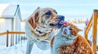 Ciúmes entre cachorros e gatos? Saiba como evitar o problema