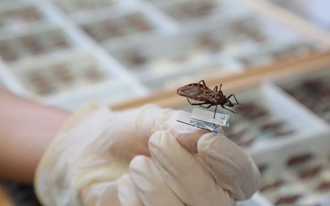 Identificação de insetos barbeiros mais que dobra em Goiânia