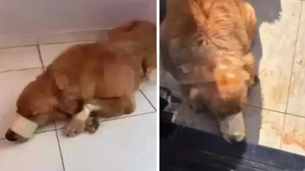 Golden Retriever é agredido com boca amarrada no Paraná; caso choca web Golden Retriever é agredido com boca amarrada no Paraná; caso choca web