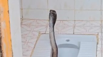 Cobra venenosa é flagrada por mulher saindo de vaso sanitário
