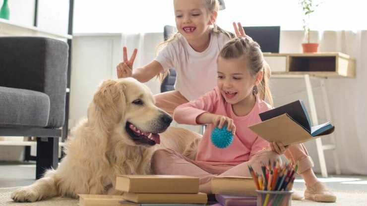 Saiba como identificar e tratar ansiedade em animais de estimação