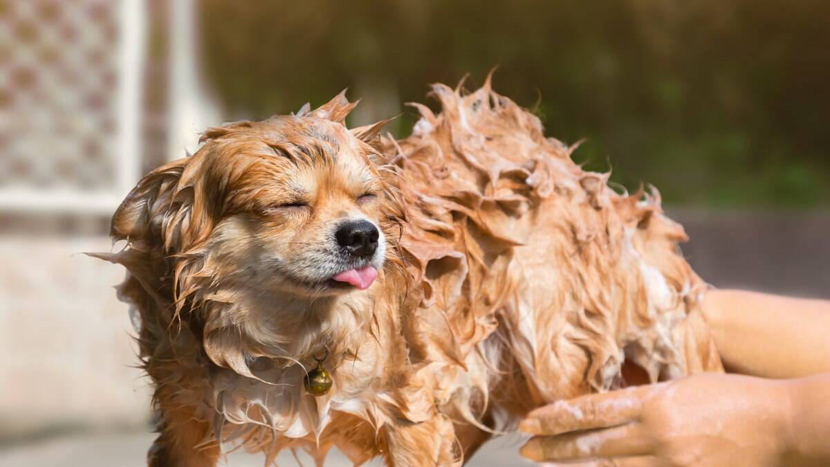 Reduzir a quantidade dos banhos e utilizar produtos específicos para o tipo de pele do cão é uma forma de combater a secura