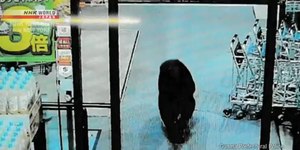 Duas pessoas ficam feridas em ataques de urso em supermercado