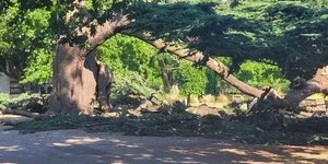 Queda de árvore mata menina de 7 anos em parque do Reino Unido