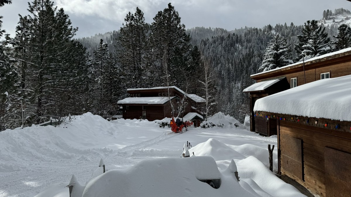 Neve no Oregon: peso nas árvores aumenta risco de queda de galhos