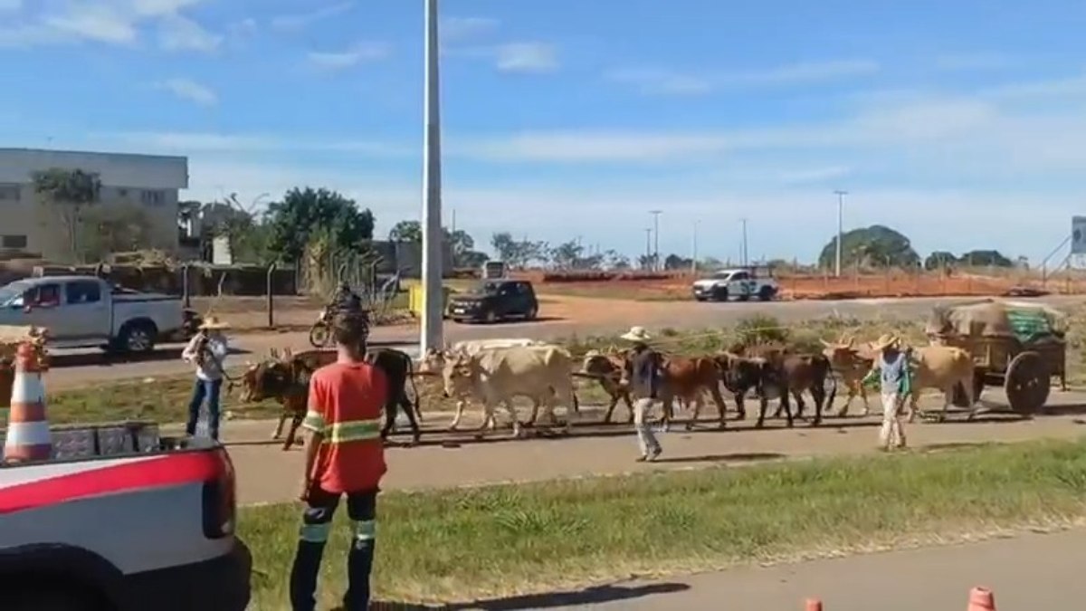 Carros de boi cruzam a BR-153 rumo à Romaria do Divino Pai Eterno