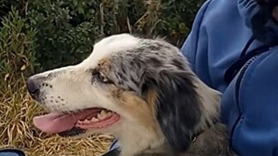 Motociclista resgata cachorro abandonado em rodovia
