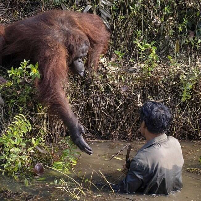 Imagem mostra animal oferecendo ajuda para homem dentro de rio