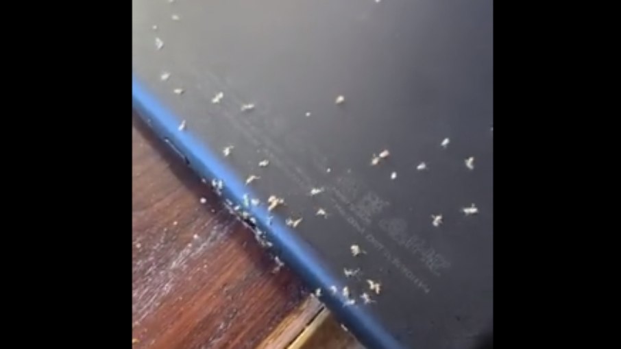 Formigas infestam Kindle