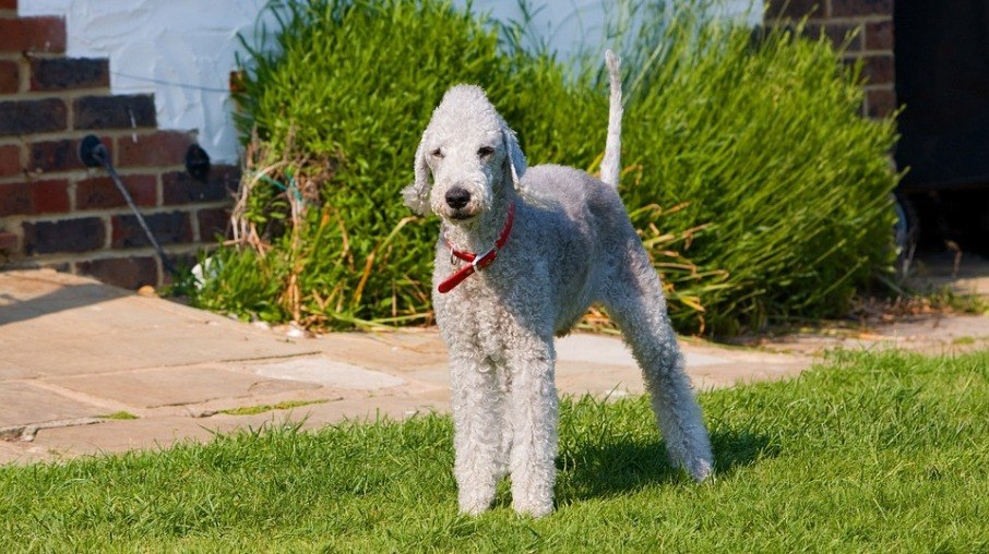 O Bedlington Terrier precisa ser escovado semanalmente e tosado uma vez a cada seis meses