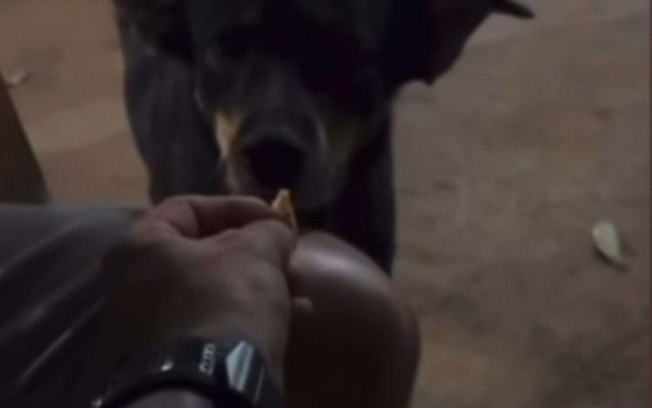 VÍDEO: Homem é detido pela Polícia Civil após ser flagrado dando tadalafila para cachorro na região de Araraquara