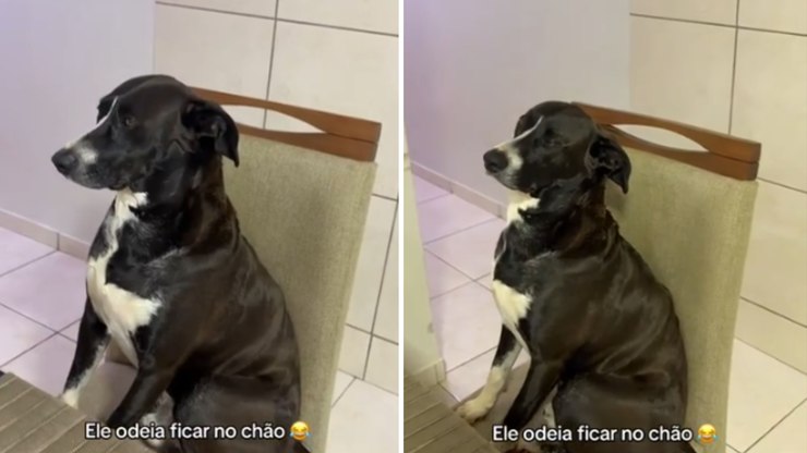 C%C3%A3o%20de%20luxo%3A%20pet%20se%20recusa%20a%20deitar%20no%20ch%C3%A3o%20e%20dorme%20na%20cadeira