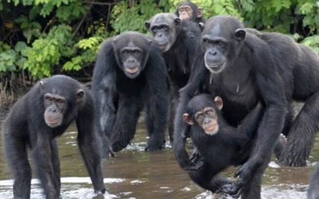 Estudo foi feito com 38 chimpanzés que deveriam aprender técnica de abertura de caixa para pegar pedaço de fruta
