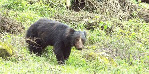Ataque de urso-beiçudo mata três irmãos em vila da Índia