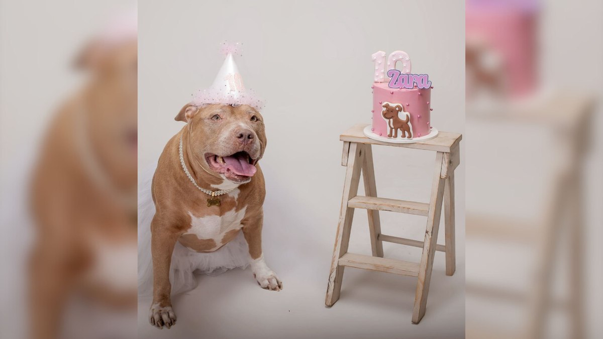 Pitbull comemora 10 anos com ensaio fotográfico e encanta a web Pitbull comemora 10 anos com ensaio fotográfico e encanta a web
