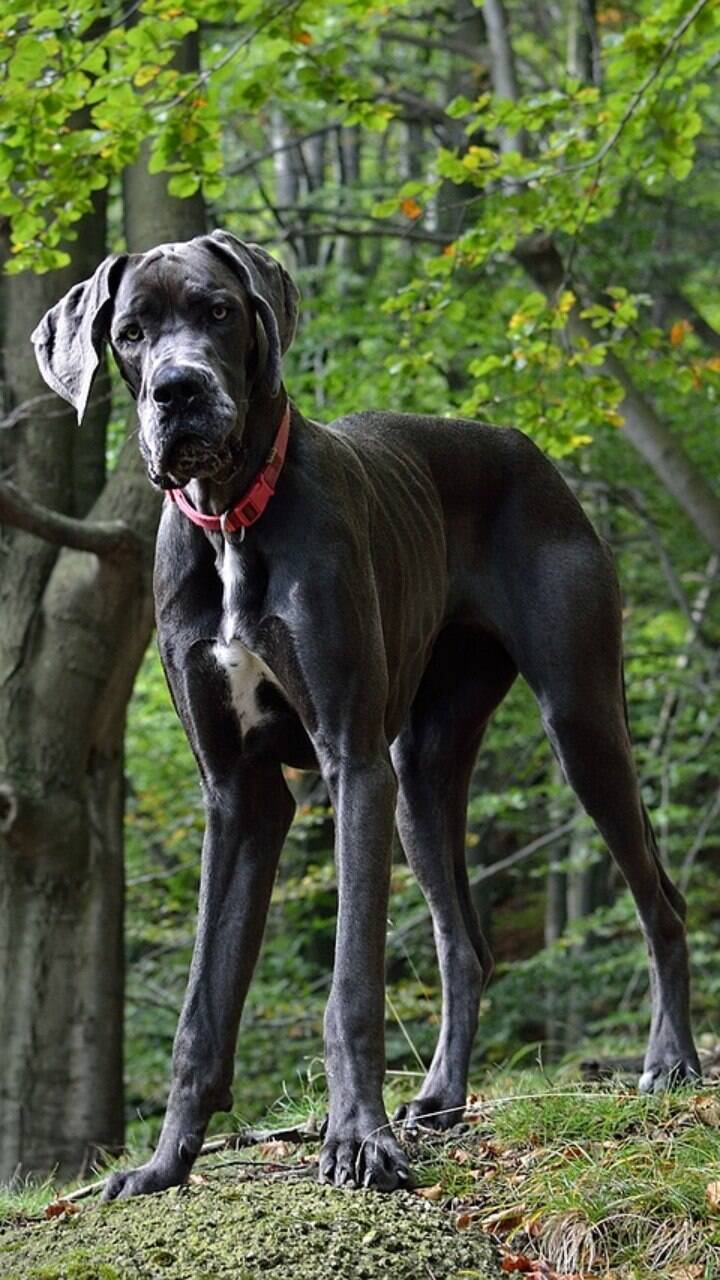 Dog Alemão é a raça de cachorro gigante