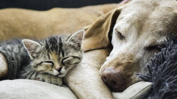 Serviço funerário para animais oferece velório, cremação e sepultamento
