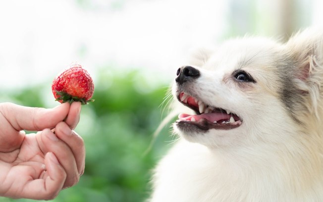 Cachorro pode comer morango? Saiba o que diz o especialista