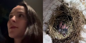 Larissa Manoela e marido resgatam passarinhos: "Vamos ajudar"