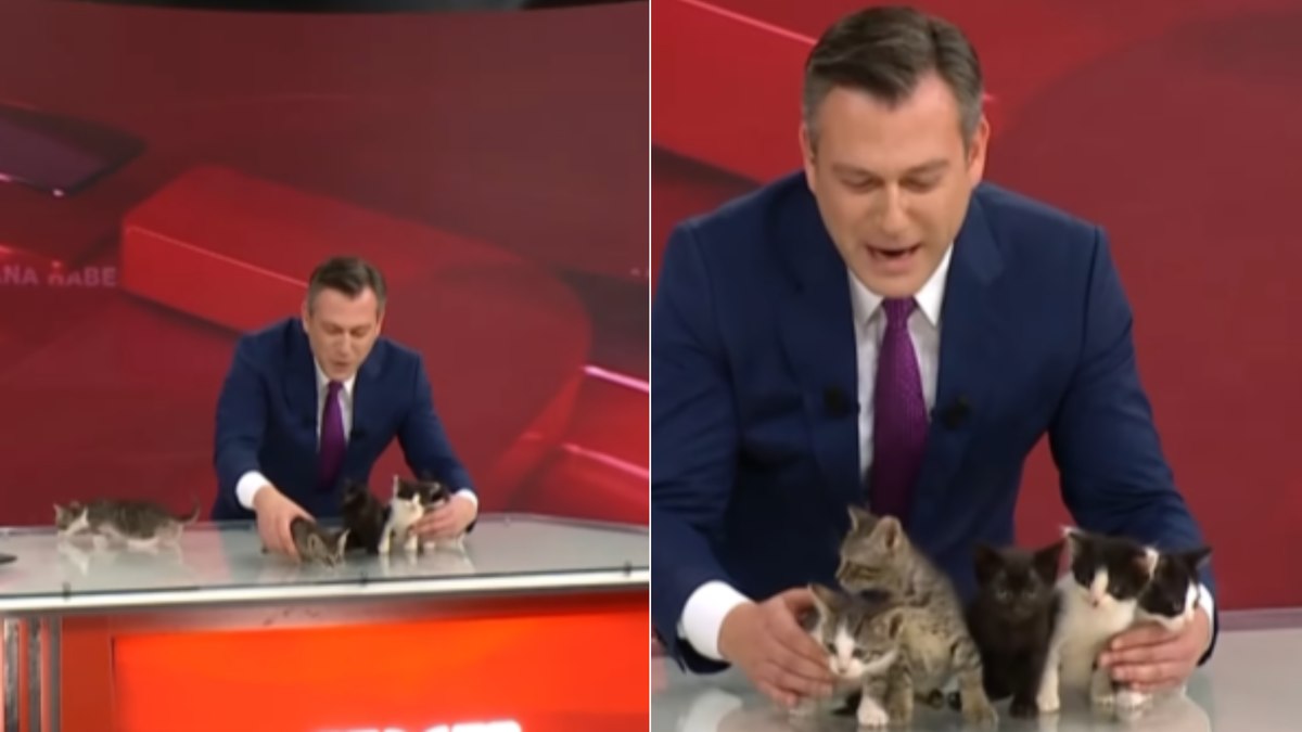 Gata invade estúdio com filhotes e apresentador os exibe ao vivo Gata invade estúdio com filhotes e apresentador os exibe ao vivo