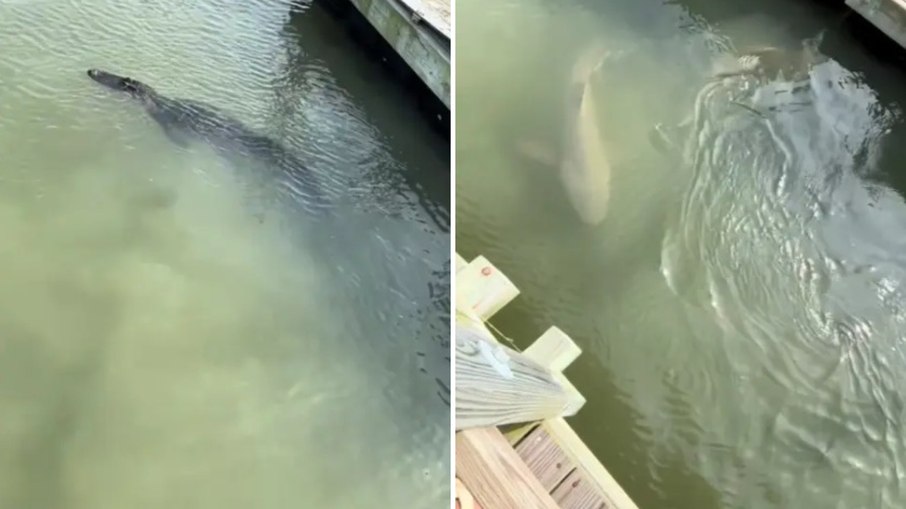 Tubarões e jacaré juntos em destino turístico nos EUA