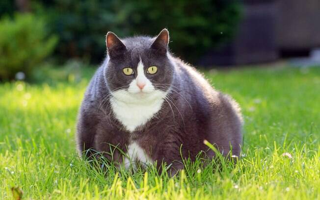Mais da metade dos gatos e cachorro do mundo sofrem com a obesidade em animais 