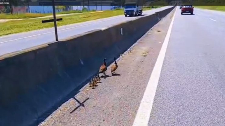 VÍDEO: PRF resgata família de patos na Dutra e evita acidente
