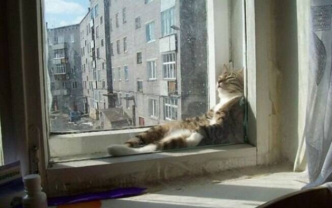 Confira fotos de gatos fofíssimos que amam um banho de sol