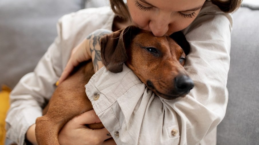 Adotar um novo pet pode ajudar a superar a perda do amado animal que se foi 