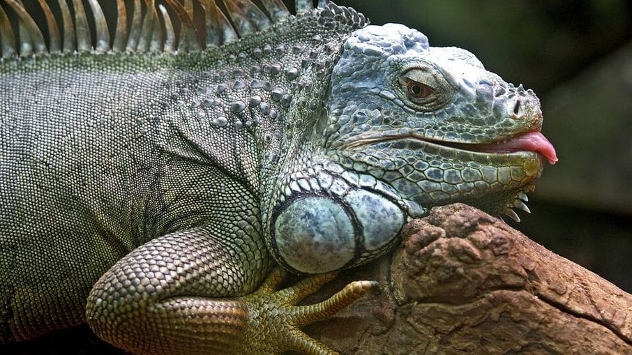 A iguana é um dos animais exóticos mais populares 