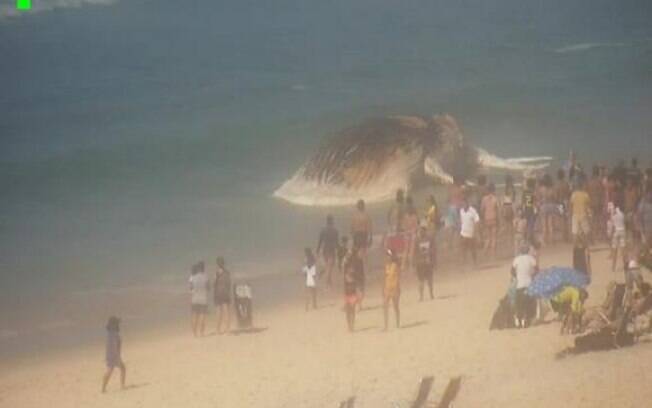 Baleia morta, encalhada, perto da área de rebentação da praia de Ipanema, foi encontrada por frequentadores do local