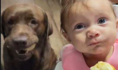 Tutora abala ao mostrar conexão entre cão e filha recém-nascida