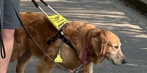Conheça Clark, cão guia que vem ganhando os corações no TikTok