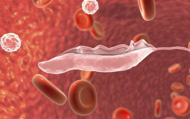 Além do sangue, cientistas descobriram que os parasitas também ficam na pele e na gordura do corpo do paciente