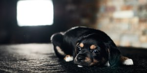 TV não é companhia para o cachorro e pode agravar a ansiedade; entenda