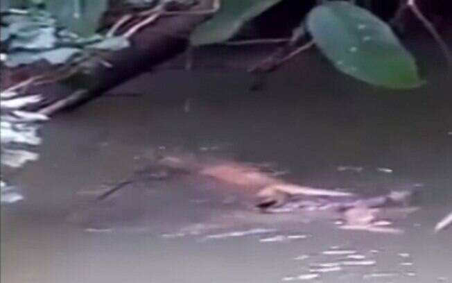 Imagens chocantes mostram o momento em que o crocodilo devolve o corpo do homem, de 41 anos