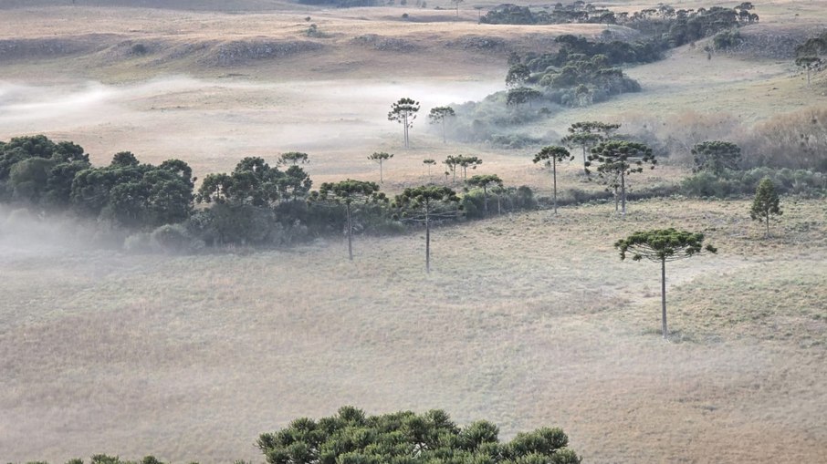 Geada na serra catarinense