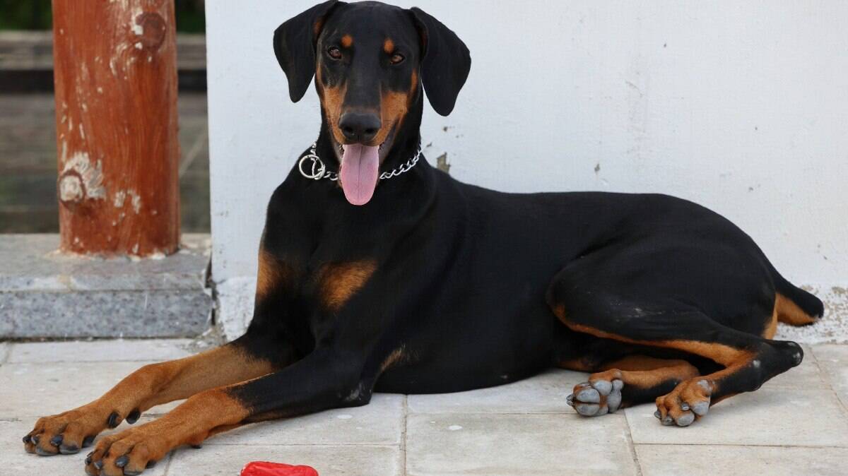 Conheça o Doberman