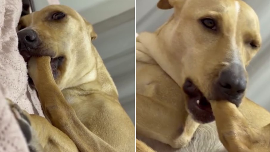 Ritual da Charlene: cachorrinha não dorme sem antes “chupar” a própria patinha