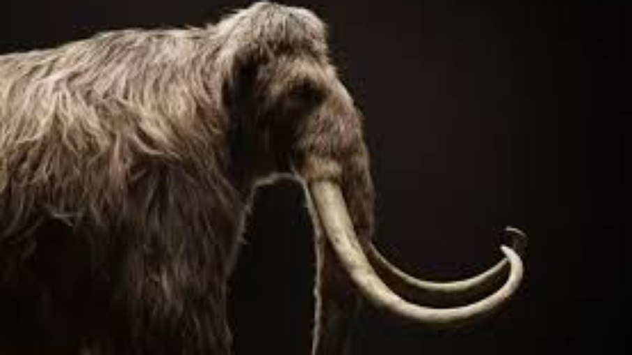 Desextinção de Mamutes Desextinção de Mamutes