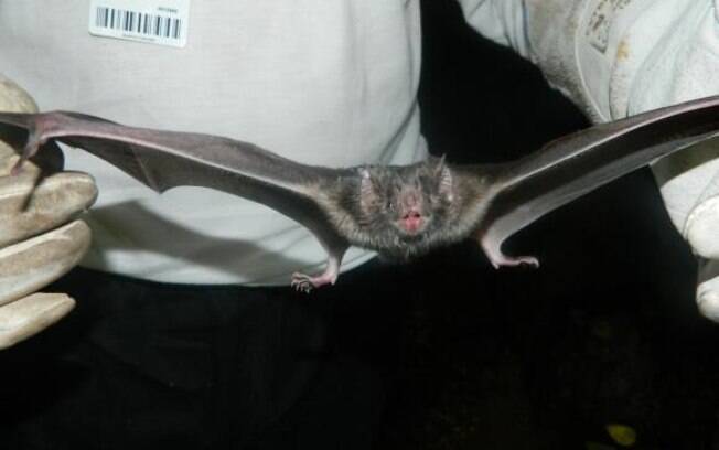 Ataques de morcegos da espécie Desmodus rotundus a seres humanos têm sido comuns em Salvador