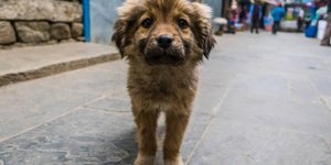 Dicas do que fazer para ajudar o cachorro durante o processo de luto