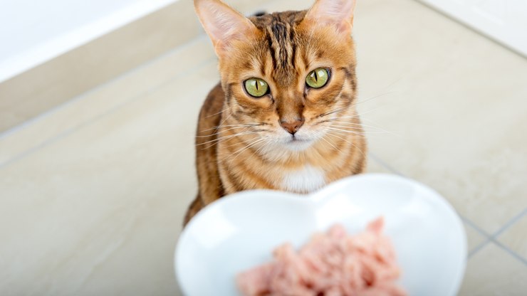 Consumo de açúcar pode trazer riscos à saúde dos gatos