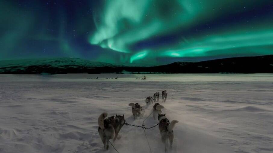 Na Noruega, os turistas guiam sua própria matilha de cães.