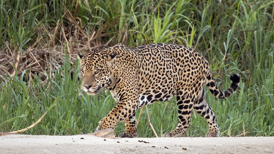 Onça-pintada é o maior felino das Américas; animal matou égua e atacou homem na zona rural de Porto Velho Onça-pintada é o maior felino das Américas; animal matou égua e atacou homem na zona rural de Porto Velho