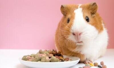 Porquinhos da Índia são fáceis de cuidar, mas podem sofrer doenças raras